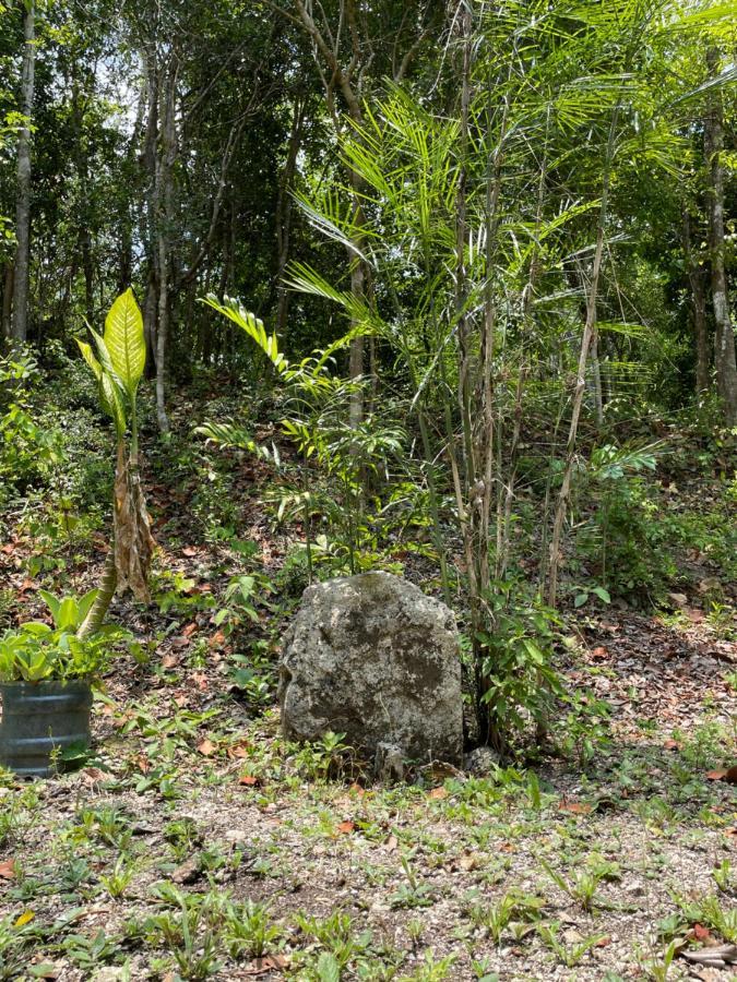 Ecohabitat Panzió Xpujil Kültér fotó