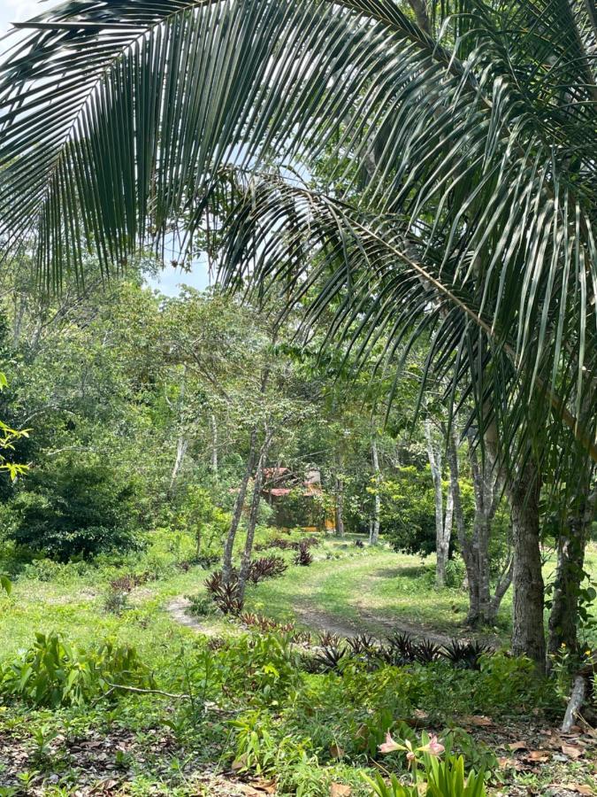 Ecohabitat Panzió Xpujil Kültér fotó